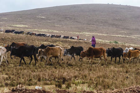 Masai herding cattle in the late afternoonの写真素材