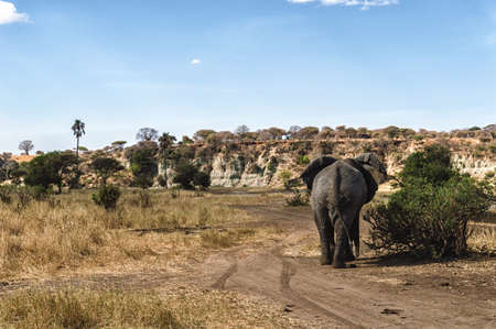 Taken At Serengeti National Park, Tanzaniaの写真素材