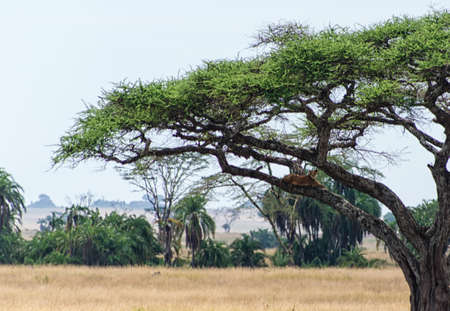 A female lion lying on an acacia branch.の写真素材