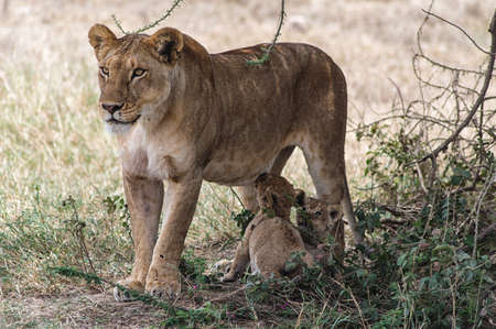 A lioness and two cubs. Image taken in Ngorongoro Crater, Tanzania.の写真素材