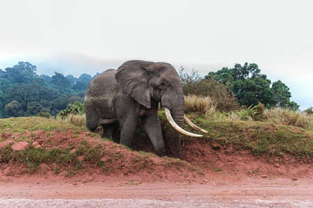 African Elephant at Serengeti National Park, Tanzaniaの写真素材