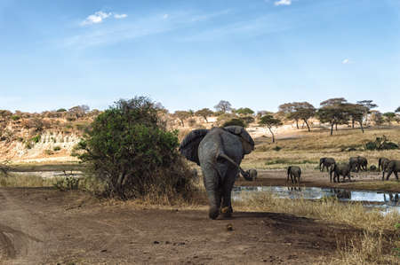 Taken At Serengeti National Park, Tanzaniaの写真素材