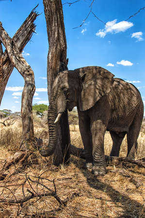 African Elephant at Serengeti National Park, Tanzaniaの写真素材