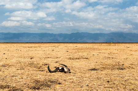 Serengeti national park, savanna with Skullの写真素材