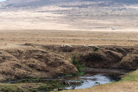 Sleeping Lionesses well camouflaged agains the plains of Ngorogoro Crater, Tanzaniaの写真素材