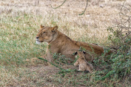 A lioness and two cubs. Image taken in Ngorongoro Crater, Tanzania.の写真素材