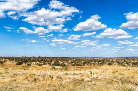 The vast plains of the Serengeti, Tanzania, Africaの写真素材