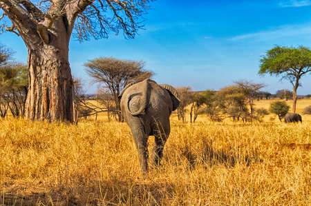 Taken At Serengeti National Park, Tanzaniaの写真素材