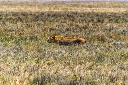 A female lioness in the tall grass of the Ngorongoro Crater, Tanzania.の写真素材