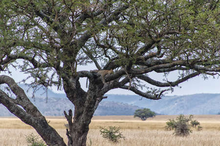 Leopard (Panthera pardus) sleeping on the tree in nature reserve in Tanzaniaの写真素材