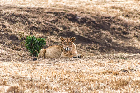 Lioness resting and looking into the camera, Ngorogoro Nature Reserve, Tanzaniaの写真素材