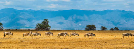 A panorama of a group of Blue Wildebeest or Gnu (Connochaetes taurinus) walking in a line,Tanzania,Africaの写真素材