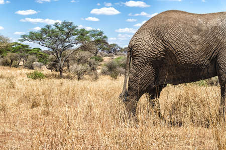 Part landscape part Elephant at Tanzanias Serengeti.の写真素材