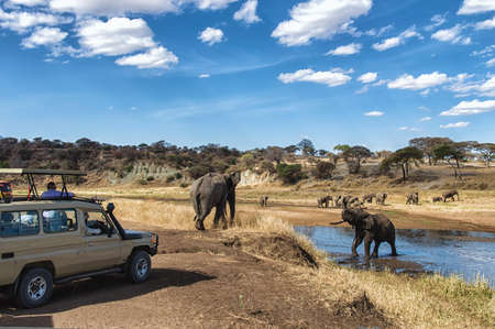 Tourist on safari taking pictures of Elephant passing by at the Serengeti National Park, Tanzaniaの写真素材