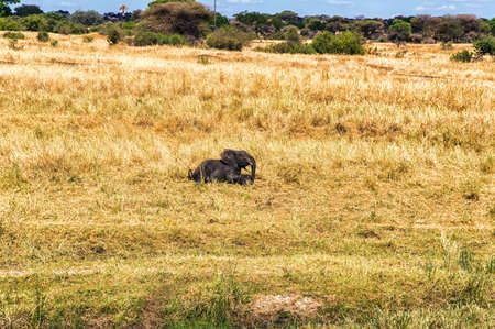 Elephant Calf running though the grass, Serengeti national park, Tanzaniaの写真素材