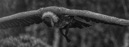 A griffon vulture in flightの写真素材