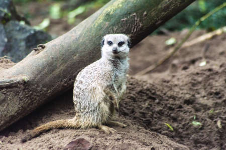 meerkats or suricates standing watching out.