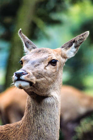 sika deer (lat. Cervus nippon) doe