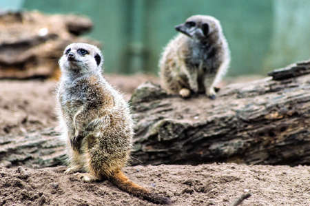 meerkats or suricates standing watching out.の写真素材