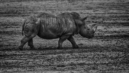 Black and white african rhinoの写真素材