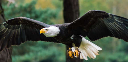 american bald eagle in flightの写真素材