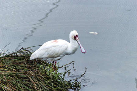 The Eurasian spoonbill is on the endangered species list. It is quite rare to see one in The Netherlands.の写真素材