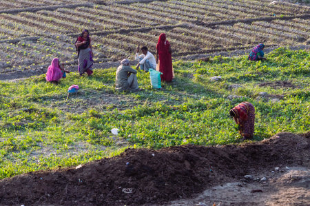New Delhi, INDIA-November 17: Indian Farming near New Delhi, India.のeditorial素材