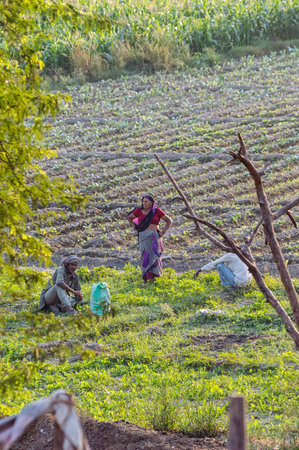 New Delhi, INDIA-November 17: Indian Farming near New Delhi, India.のeditorial素材