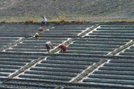 New Delhi, INDIA-November 17: Indian Farming near New Delhi, India.のeditorial素材