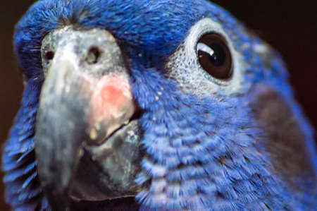 Extreme close up of a beautiful Indigo blue Parrot or Macaw
