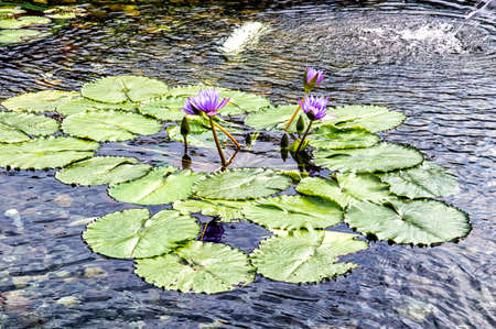 Beautiful lotus flower and green leaves in pond, Hong Kongの写真素材