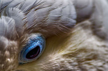 Close up of an Eye of a Cockatooの写真素材