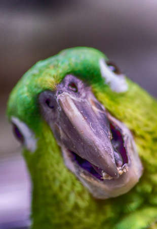 Close-up of colorful parrots head nature backgroundの写真素材