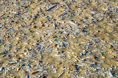 shells scattered on the beach background