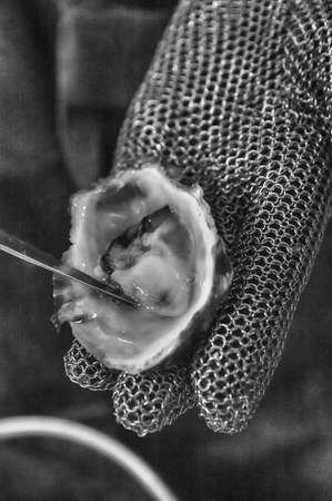 Hands of the cook opening an oysterの写真素材