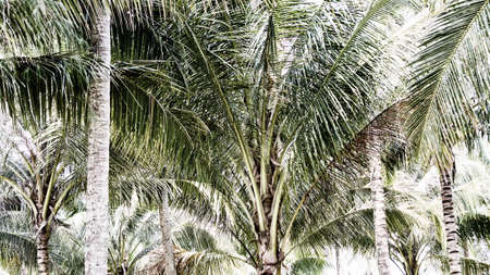 detail of a tropical coconut palm