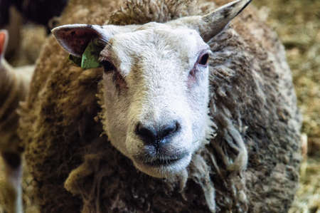 Closeup face of sheep in farm