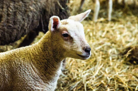 Sweet young lamb standing in hayの写真素材