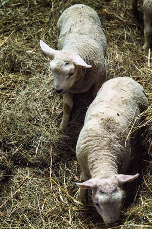 Spring lambs inside a pen.の写真素材