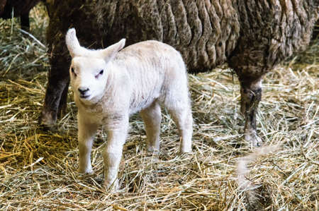 Sweet young lamb standing in hayの写真素材