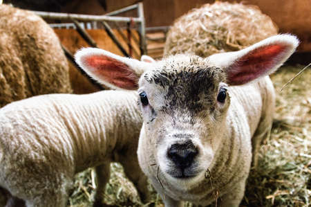 Sweet young lamb standing in hayの写真素材