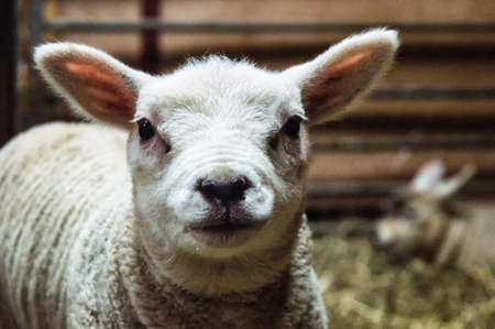 Close up head shot of a young lambの写真素材