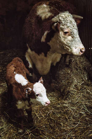 Newborn Dutch brown with white calf with Mother cow on hay in a farmhouseの写真素材