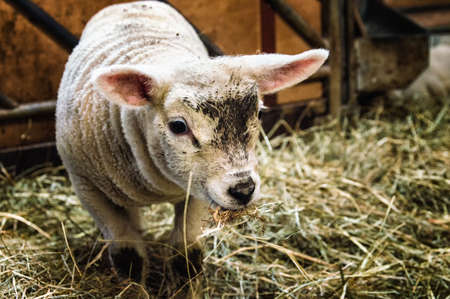 Sweet young lamb standing in hayの写真素材