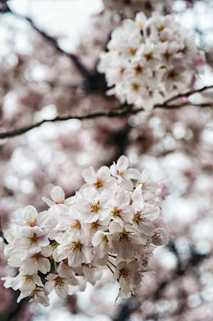 Spring Cherry blossoms, pink flowers.