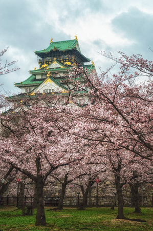 Osaka castle in cherry blossom season, Osaka, Japanのeditorial素材