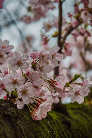 Spring Cherry blossoms, pink flowers.の写真素材
