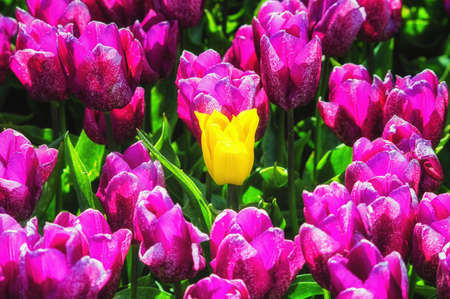 Purple Tulip Field with one Yellowの写真素材