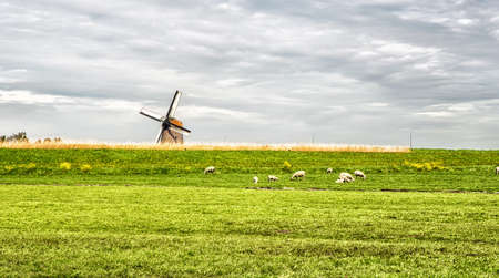 Typical dutch rural scene in spring with sheep and a windmill in the background in the Netherlands.