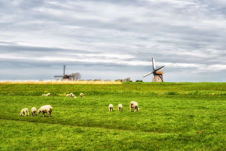 Typical dutch rural scene in spring with sheep and a windmill in the background in the Netherlands.の写真素材